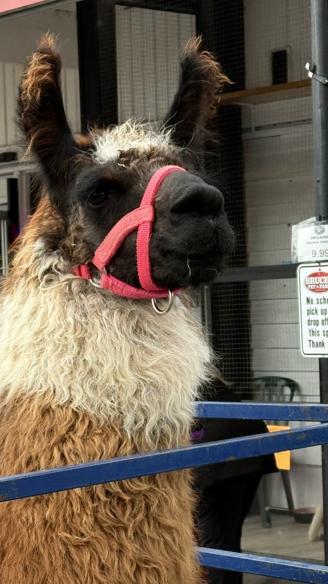 SherryElls's tweet image. #Baylenoutloud I was at the apple fest the other day and met these 2 beauties. 🦙🦙🦙🦙