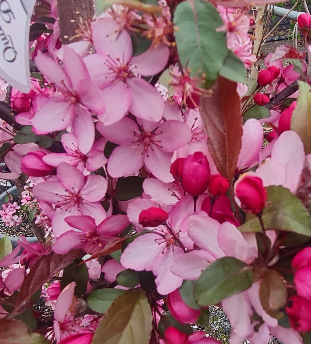 StuartWilliams_'s tweet photo. Malus transitoria Royal Raindrops
(Cut-leaf Crabapple cultivar)
#Plantmark #Crabapple #Malustransitoria #Rosaceae https://t.co/FeXmo8mfNR