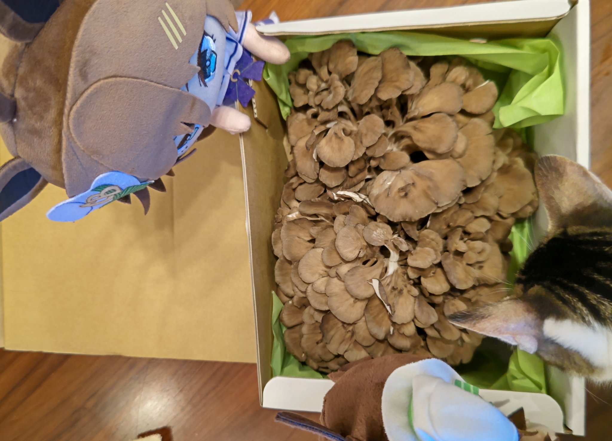 たろうまる🥙 (@taromarunnn) / X