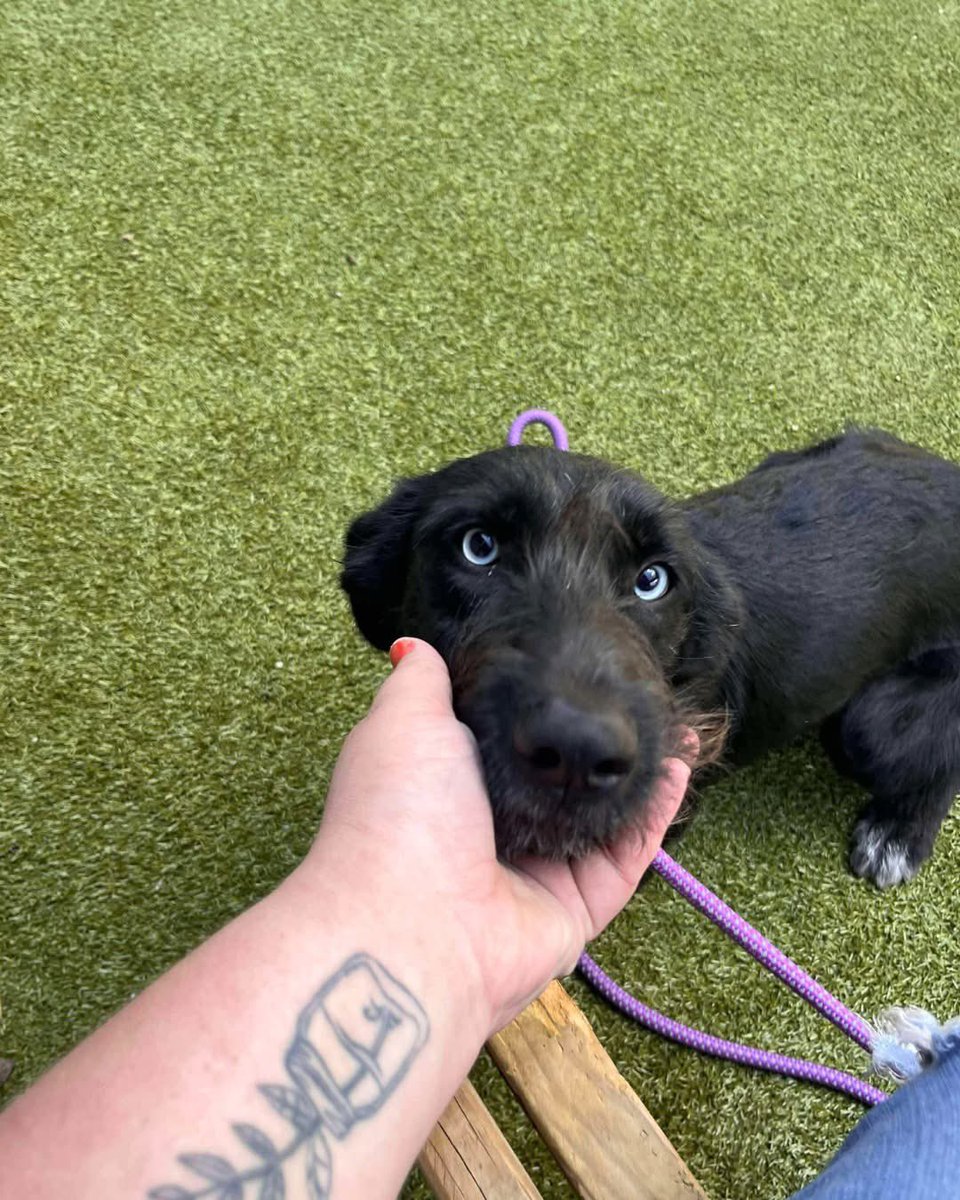 Hounds in Pounds tweet media