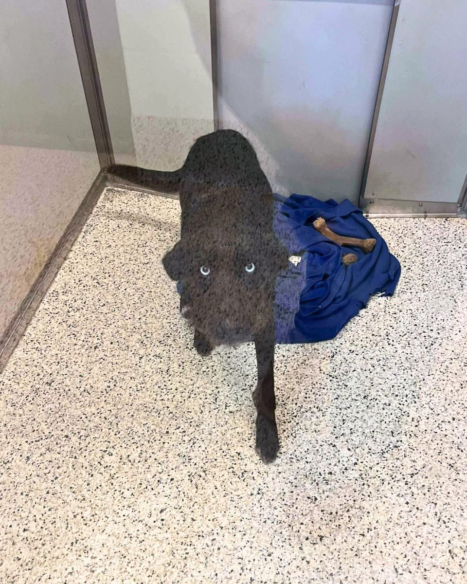 Hounds in Pounds tweet media