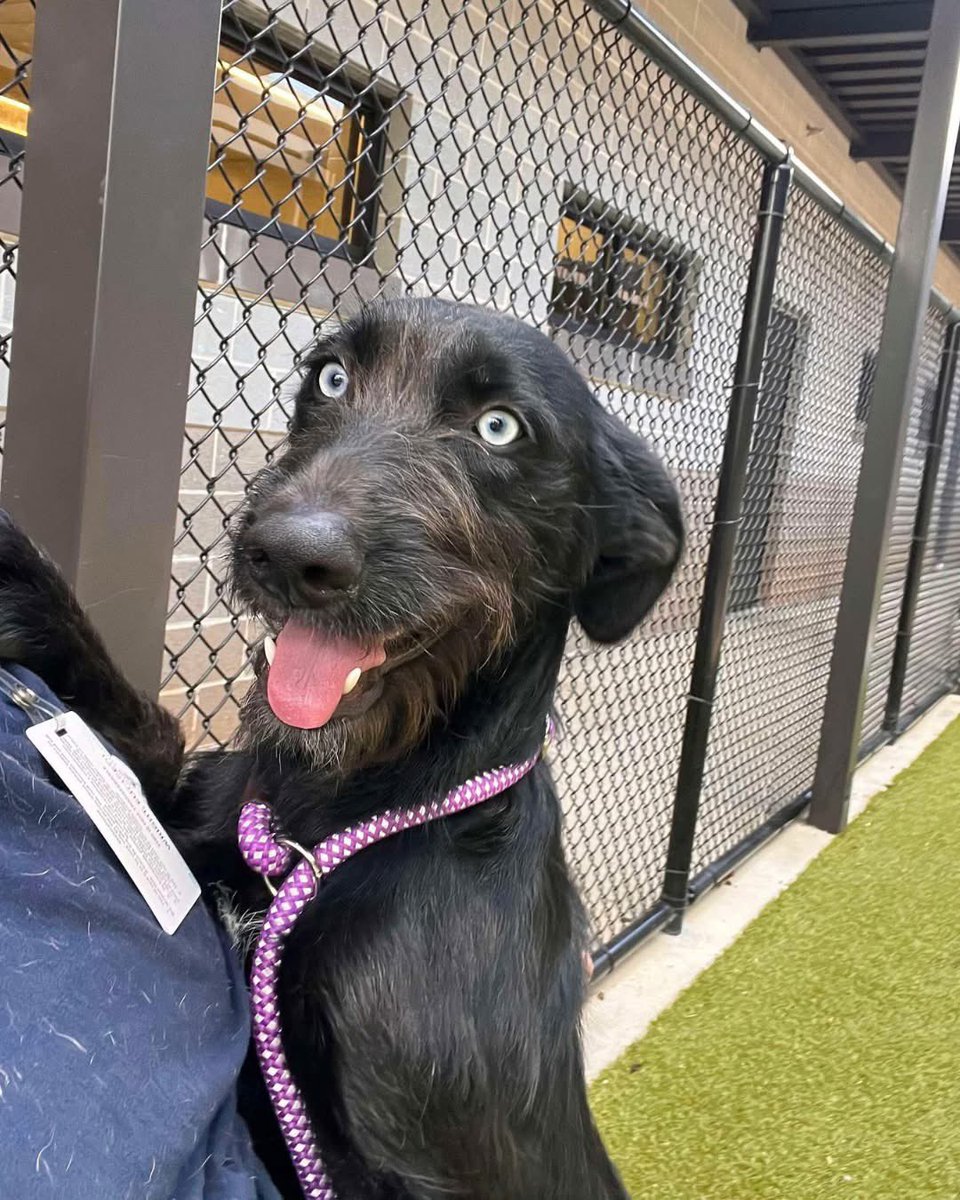 Hounds in Pounds tweet media