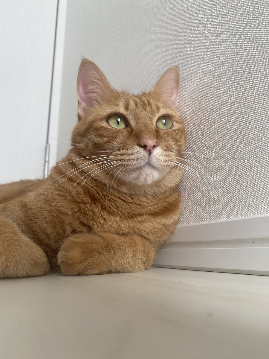 自分が思う最高の猫画 自分が思う最高の猫画 カード検索 ｜ Z/X