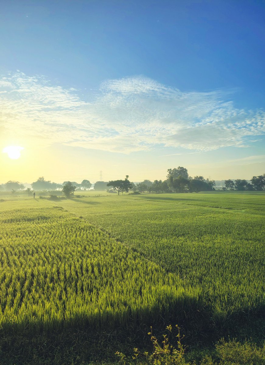 NidhishreeP's tweet image. Sunrise over lush green fields 🌅✨....

#paddyfields #bluesky #EARLYMORNIN  #sunrisephotography #sunrays
#incrediblekarnataka #IncredibleIndia