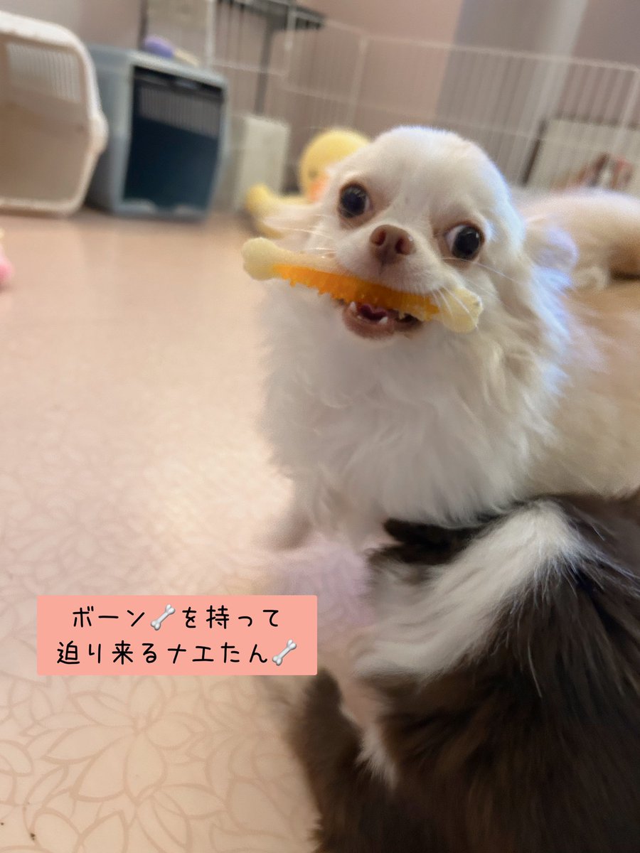 龍脈の精髄 クラスター 魂を浄化しご縁を結ぶ 売上一部保護猫活動に使用 kuu (@kuu05neko) / X