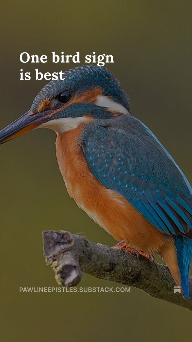 TimPawl's tweet image. Faith's got a new post on Pawline Epistles!  She's so good at taking things that seem disparate and wisely relating them.

pawlineepistles.substack.com/p/one-bird-sig…