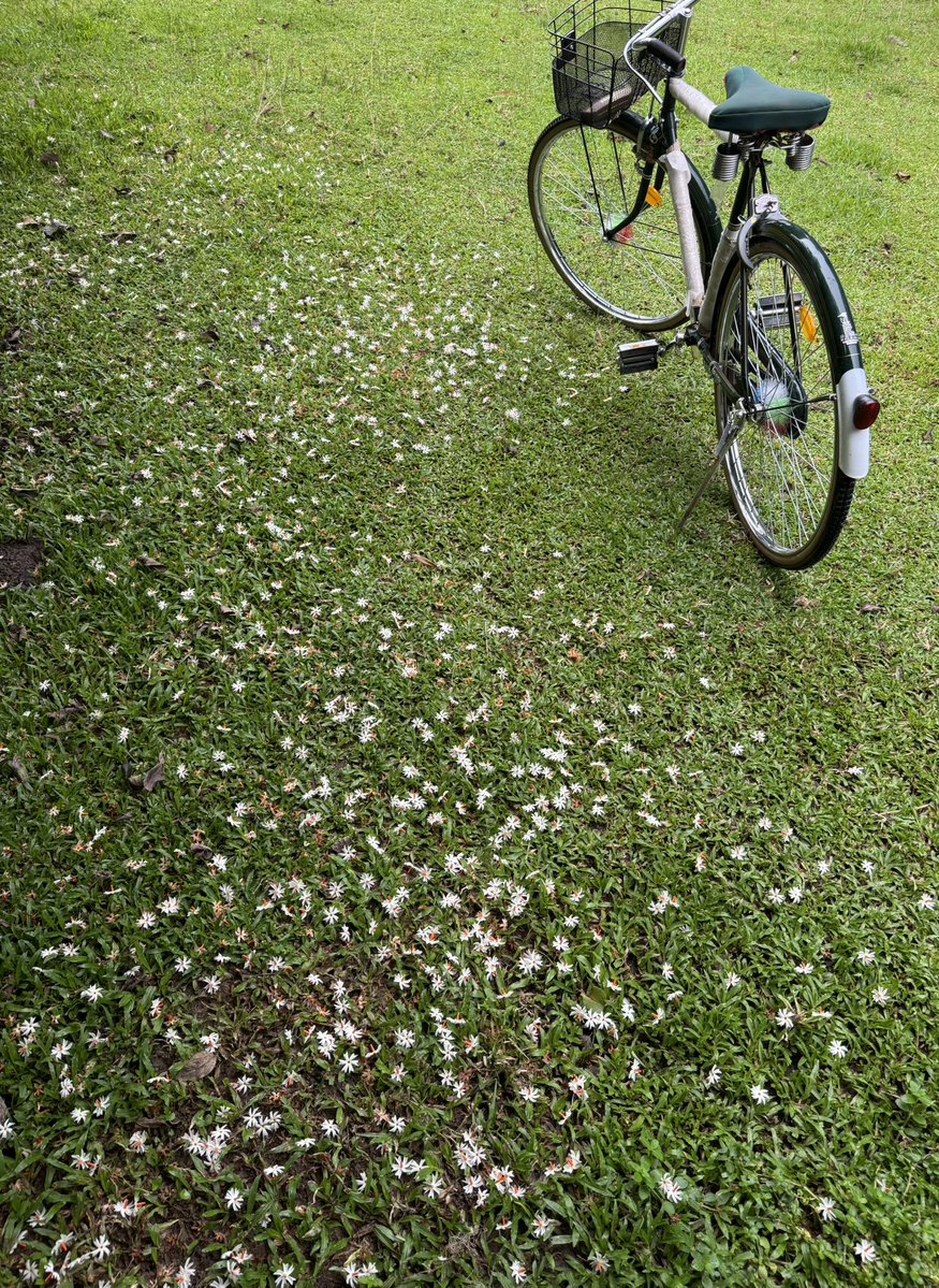 Mrinal_MLA's tweet image. #FallenFlowers 
Tolxora sewali..
#MorningCycling
