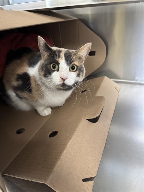 PetfindToronto's tweet image. #QUEEN #SPADINA Pls RT2unite #FOUND #CAT- 5-Oct-25 #Toronto Animal Services A1018384 #PUBLIC L&amp;amp;F 416-338-7297 CALICO DSH F/?Age
