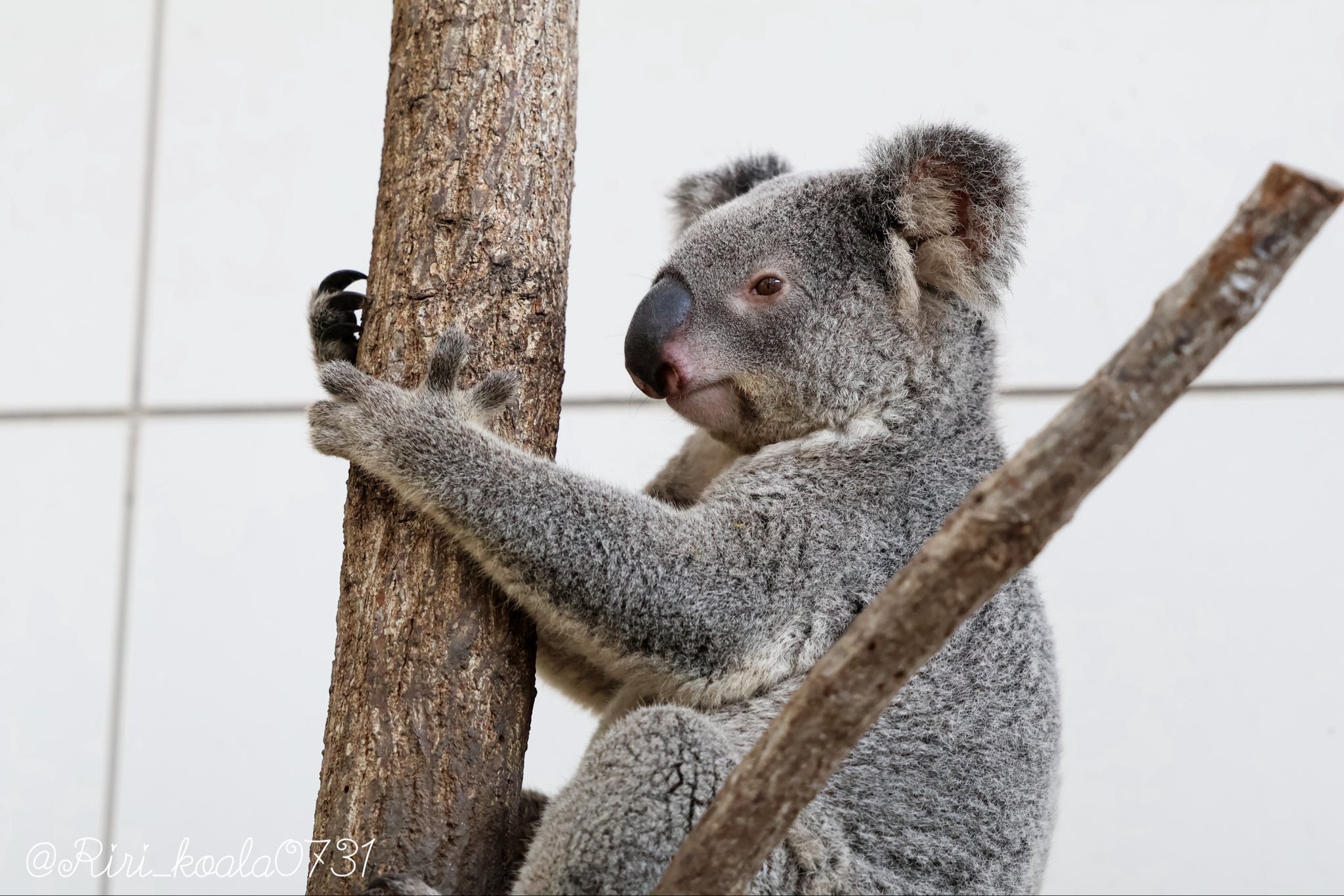 🎀 莉里 🐨 on X: 