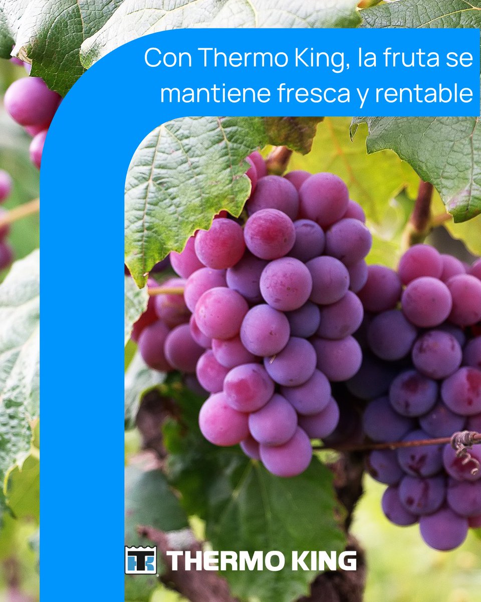 Las uvas son uno de los frutos más sensibles al transporte. Una mínima variación de temperatura puede afectar su frescura, textura y sabor. 🚛🍇

#VeConThermoKing #DistribuciónDeAlimentos #CadenaDeFrío #InnovaciónLogística #EficienciaEnergética #SerieVX
