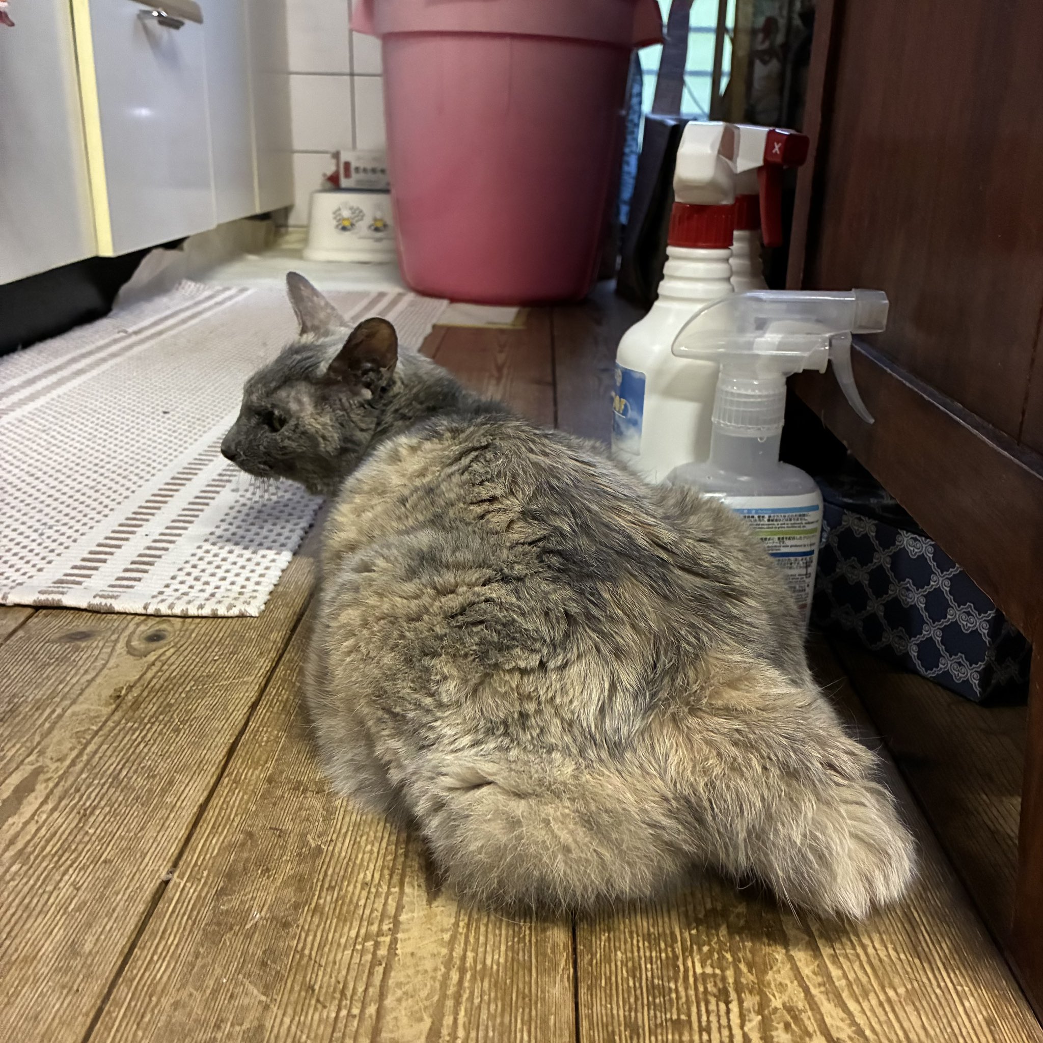 おまり (@omari12345) / X