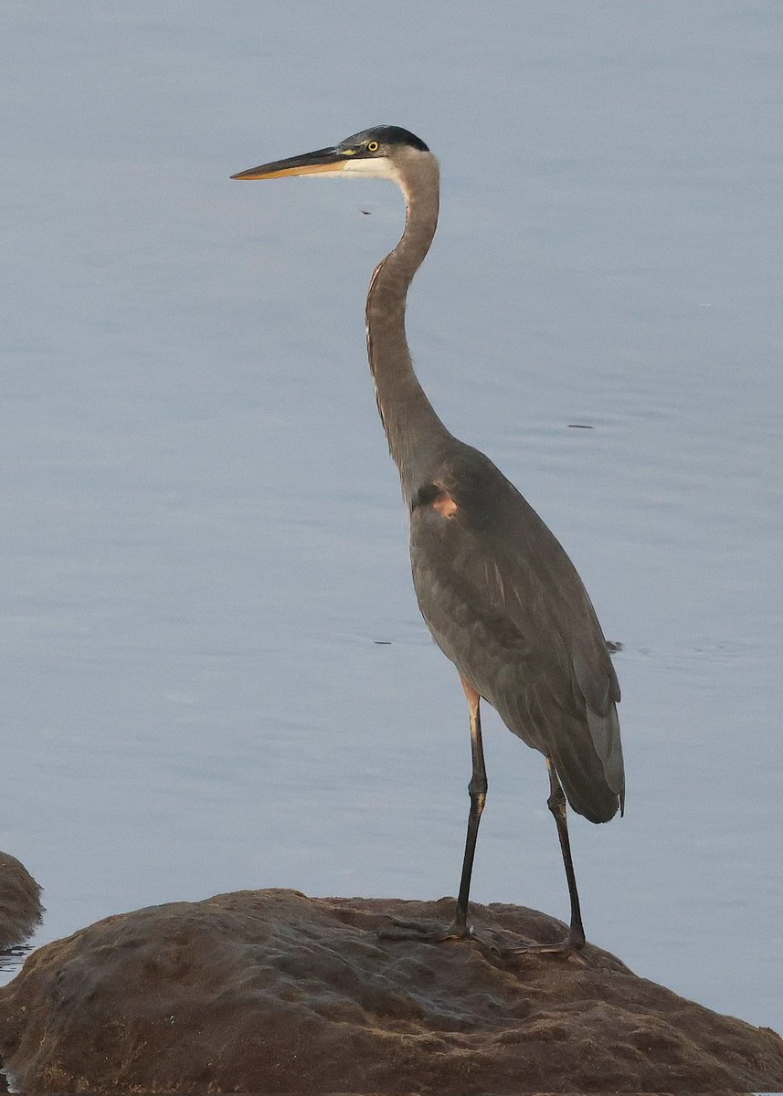 DaveRead18's tweet image. Our last full day on Corvo and the island just keeps on giving. Black and White Warbler, 6 American Golden Plover, and this superb Great Blue Heron. Tomorrow we fly to Flores.