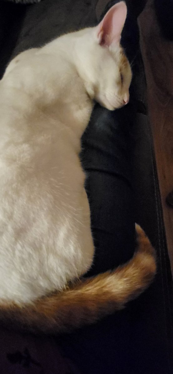 Wanneer je eigenlijk wilt gaan slapen maar hij er zo super schattig bij ligt #mijngremlin