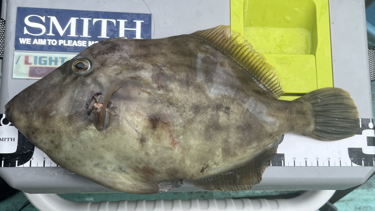 kaonashi_papa's tweet image. 久しぶりに #カワハギ 船に乗った。相変わらずの難しさに苦戦するも良型が釣れたのが救いの釣行だった。