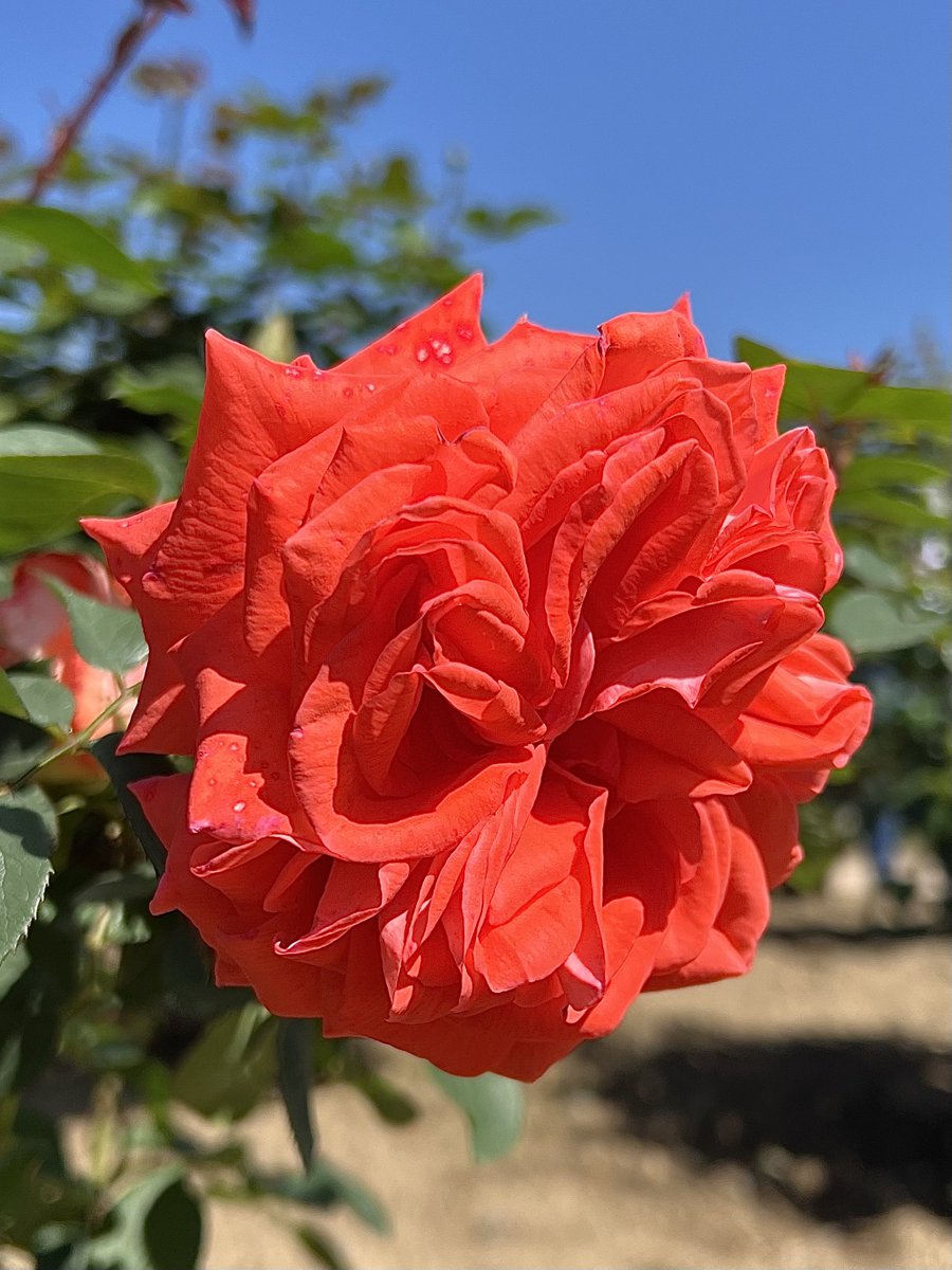 皆さん おはようございます😃!
🇫🇷1981年作出 🥀ローラ
鮮やかな🍊橙に裏弁はクリーム色