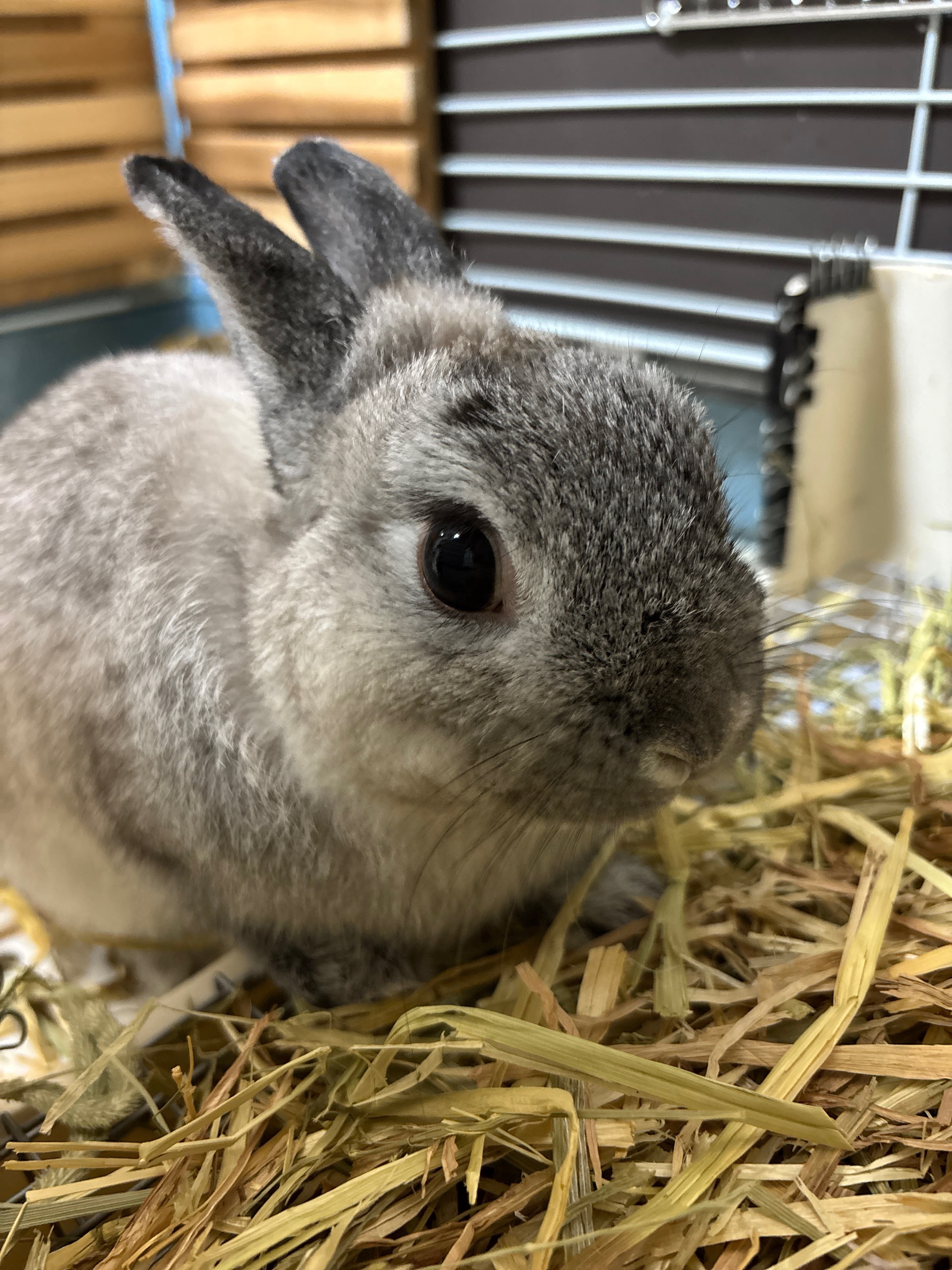 うさくろ♡ 柴叉クロ on X: 