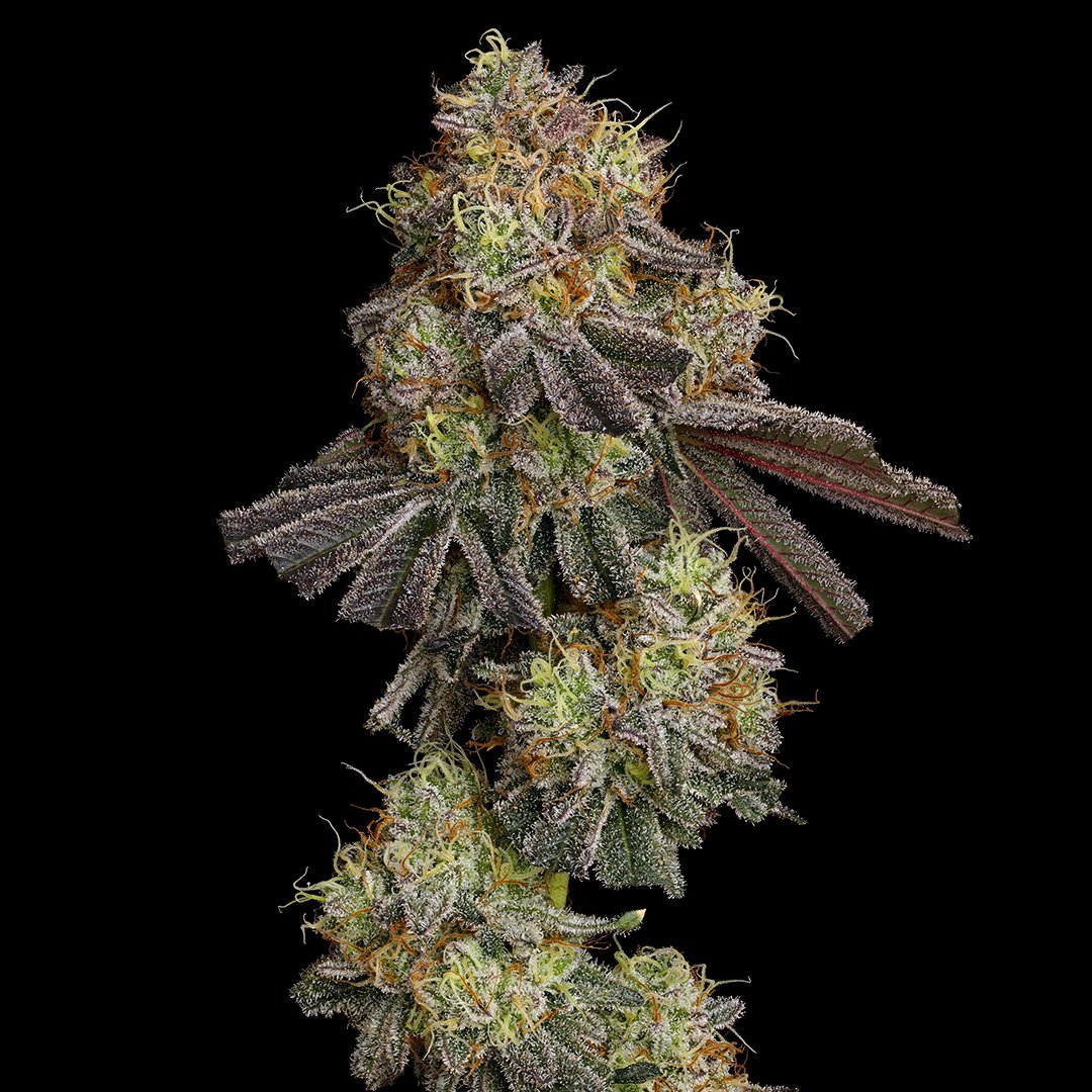 Rawdirect_'s tweet image. Beautiful
Neon Trees🍓🌈🌲
(Speaker Knockerz x Zlushiez) One of the standouts from the Zlushiez fem line!