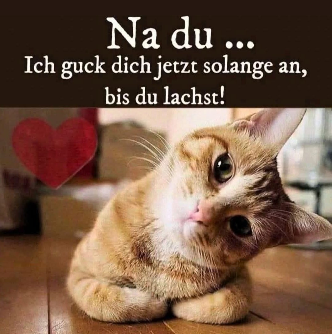 Mihokitzune Ceo of flauschigkeit (@mihokitzune) on Twitter photo 