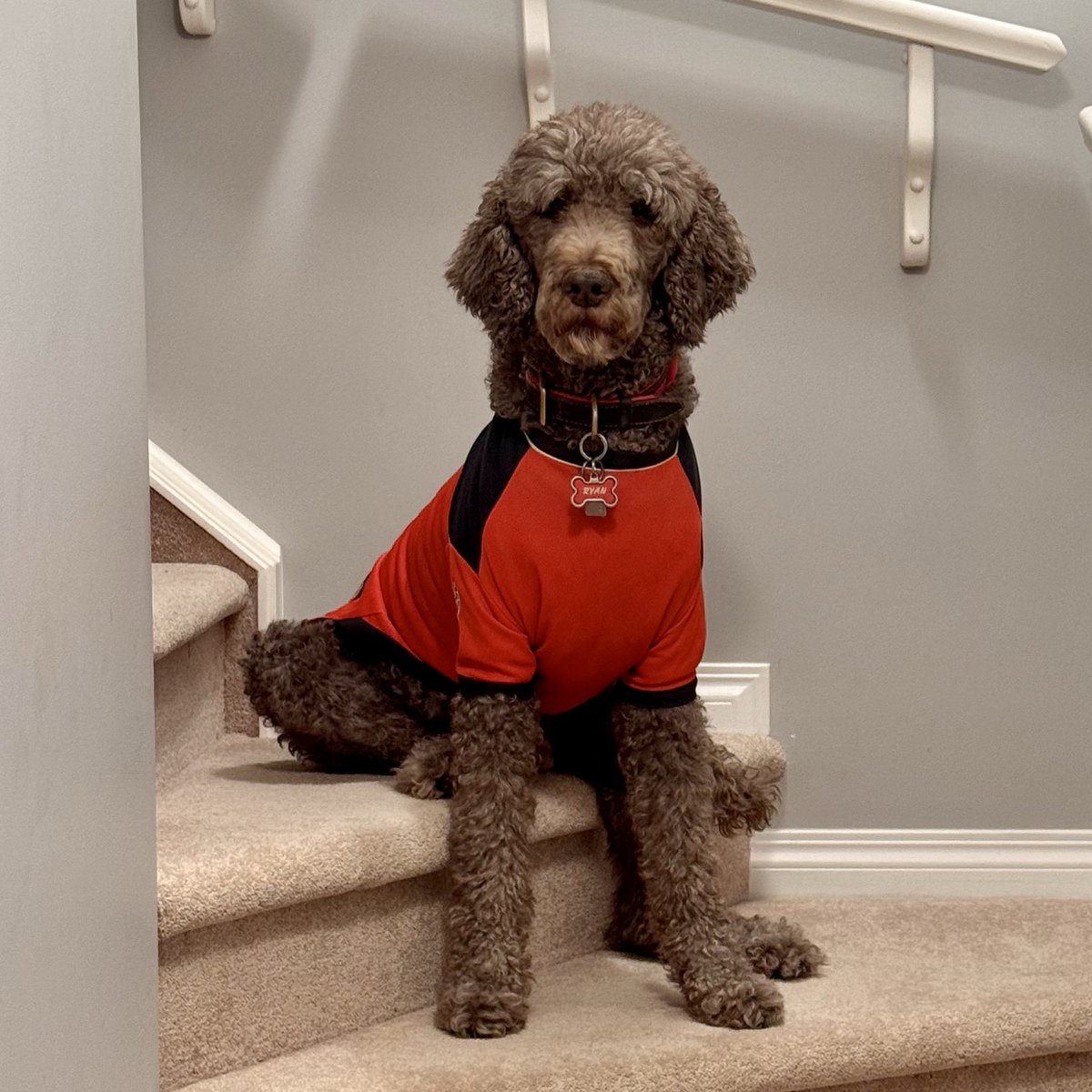 Happy National Poodle Day all my furiends!! #spoo