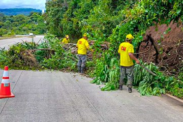 Workers in yellow vests and helmets perform maintenance on a roadside with dense green vegetation and hills in the background. They clear fallen branches and debris from the asphalt using tools, with orange traffic cones placed for safety. A bilingual sign in Spanish and English reads Precaucion Estamos Trabajando with COVIAL logo visible. Additional images show close-ups of workers cutting roots and removing soil near a blue vehicle and more cones. The scene includes uprooted plants and a cleared path on the highway edge.