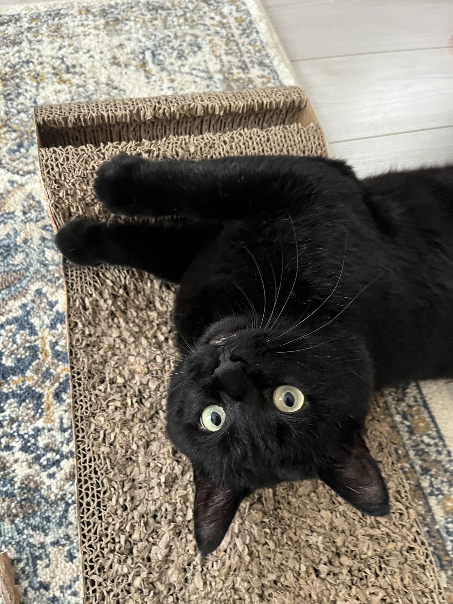 くろねこページ Amazon.co.jp: サン・アロー 魔女の宅急便 黒猫 ジジ S K-8660
