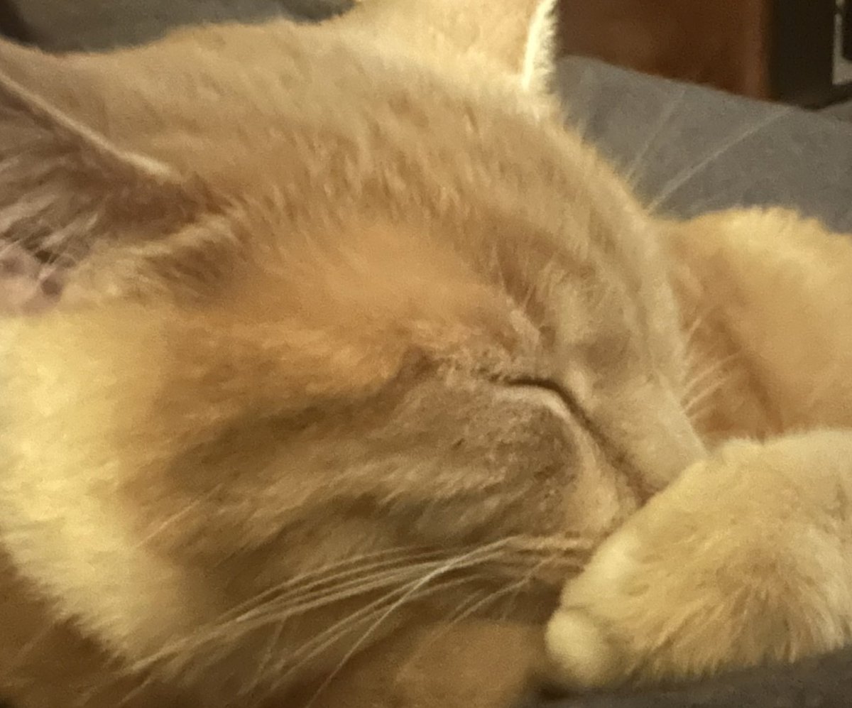 Lizzle_McNizzle's tweet image. When I have no other reason, I have them.