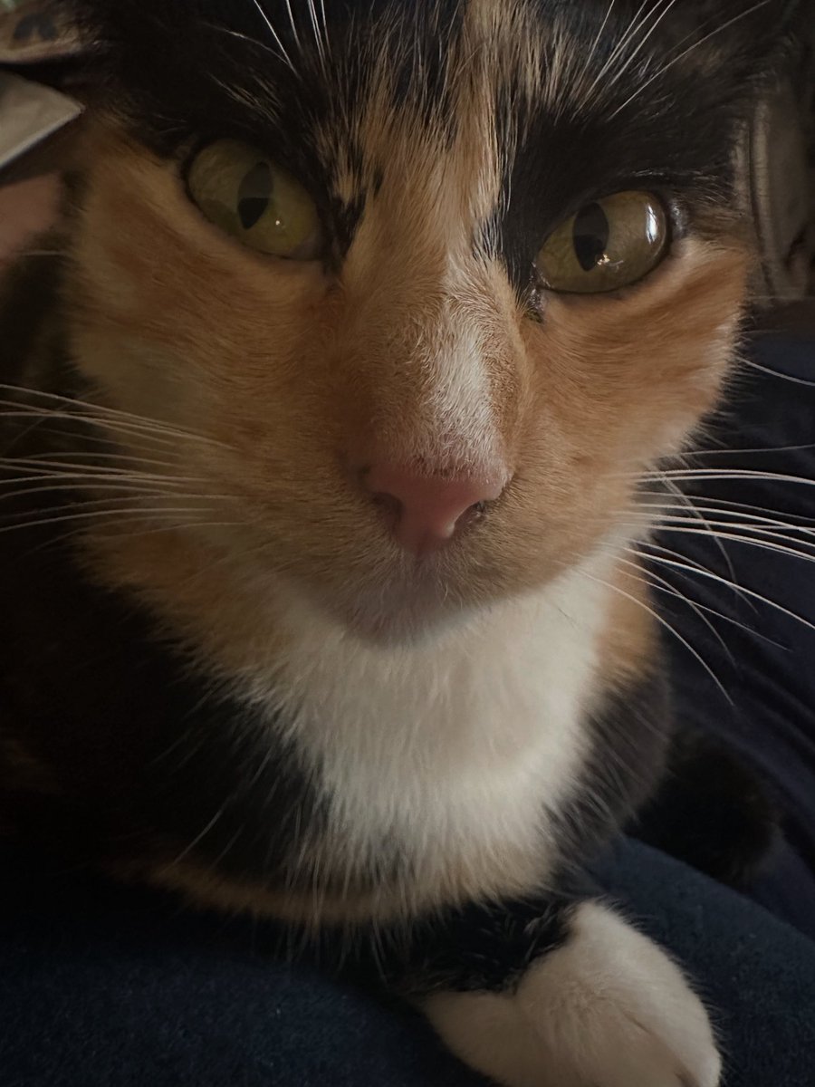 Lizzle_McNizzle's tweet image. When I have no other reason, I have them.