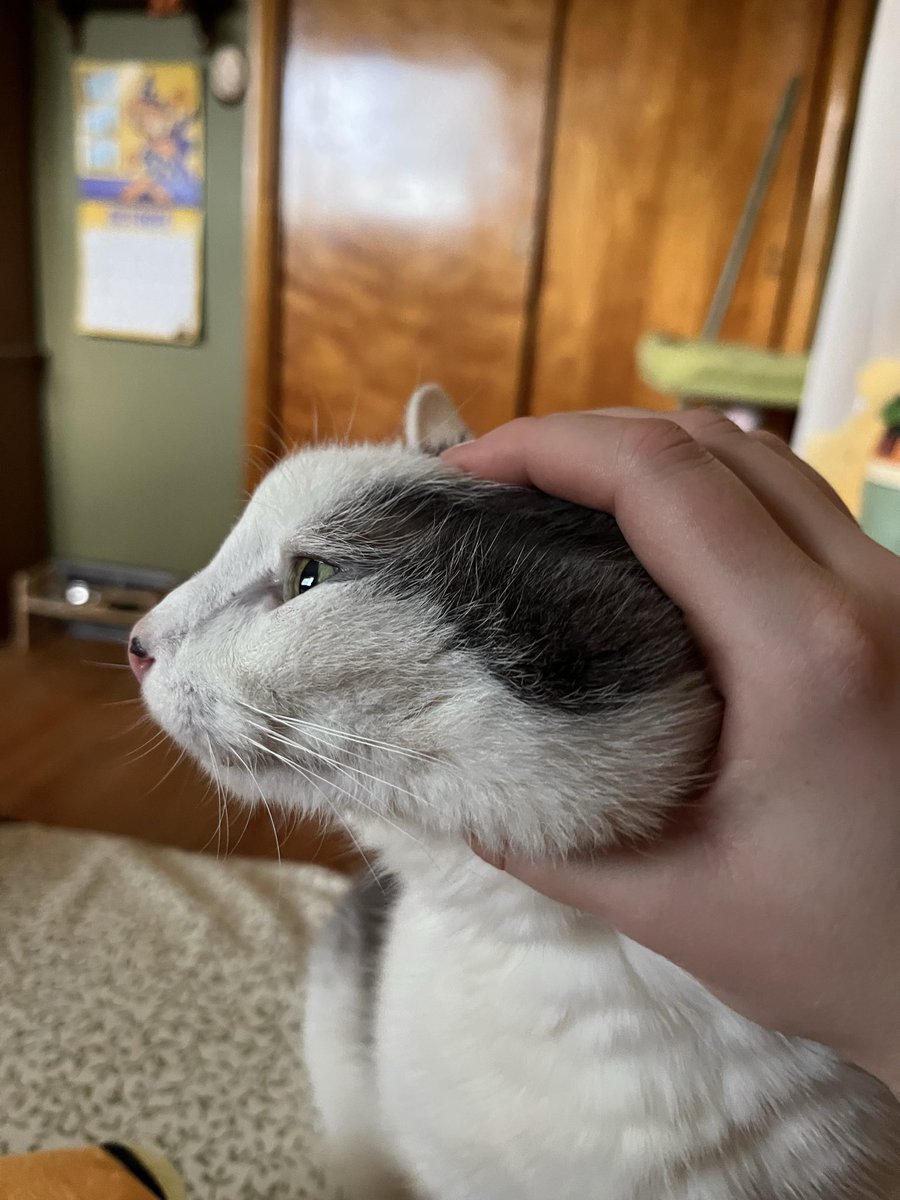 franzkatka's tweet image. happy burger day cheddar’s momb :)