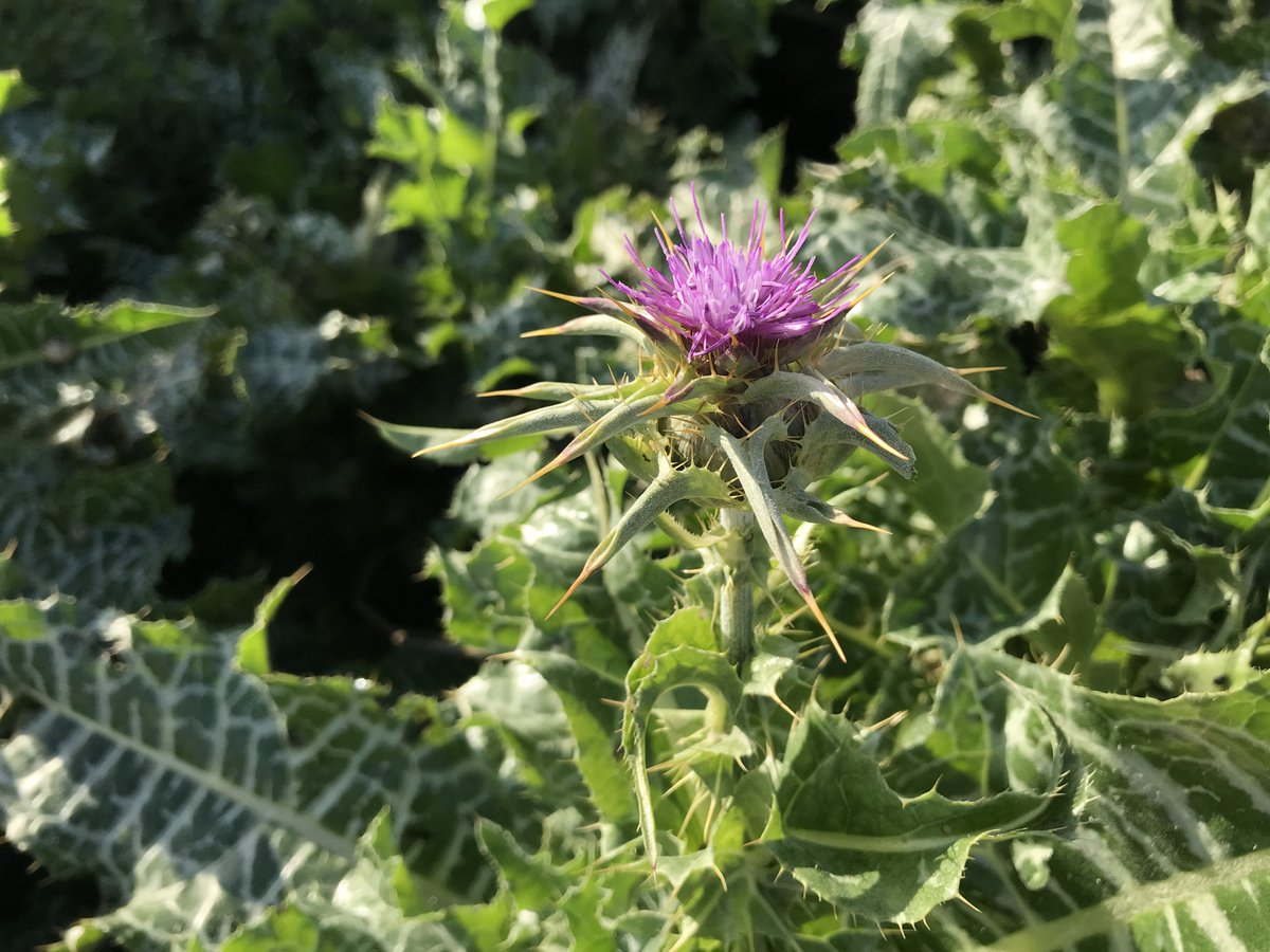 _Permaculture's tweet photo. Samedi 11 octobre 2025  -  Saint-Marcel (13011), Marseille : 
balade "approfondissement botanique et plantes sauvages comestibles et utiles" animée par Romain Criquet ("Cultures Permanentes") et Éric Escoffier ("Permaculture sans frontières").  

Infos : https://t.co/ELsmv0esFa https://t.co/xpTBsE2s1C