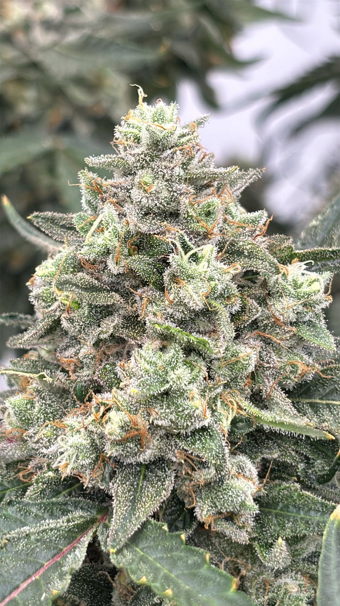 Rawdirect_'s tweet photo. Banana Zikigai 🍌⛩️🌈🧬
(Zikigai x Banana Meltshake) 
Grown and hunted by our boy @WCCcanna https://t.co/XzfEBrHATA
