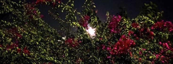 قُمـر بين الأغصان غافي.