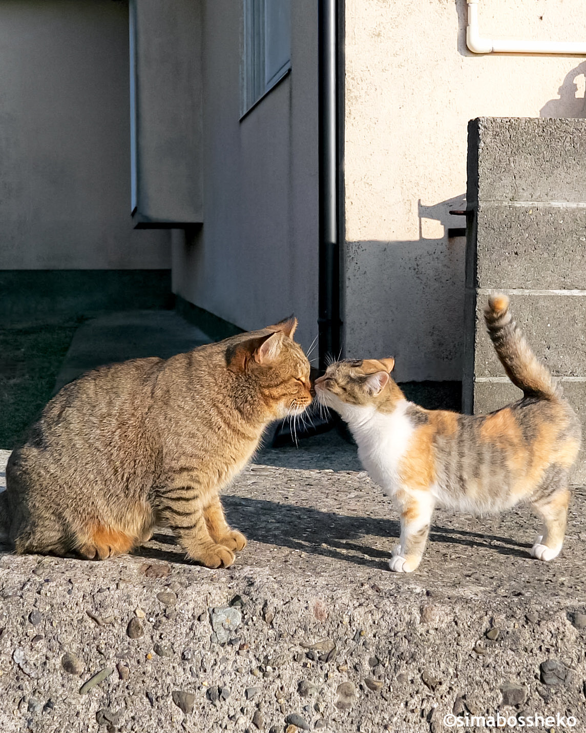 simabossneko 写真集「島にゃんこ」発売中 on X: 