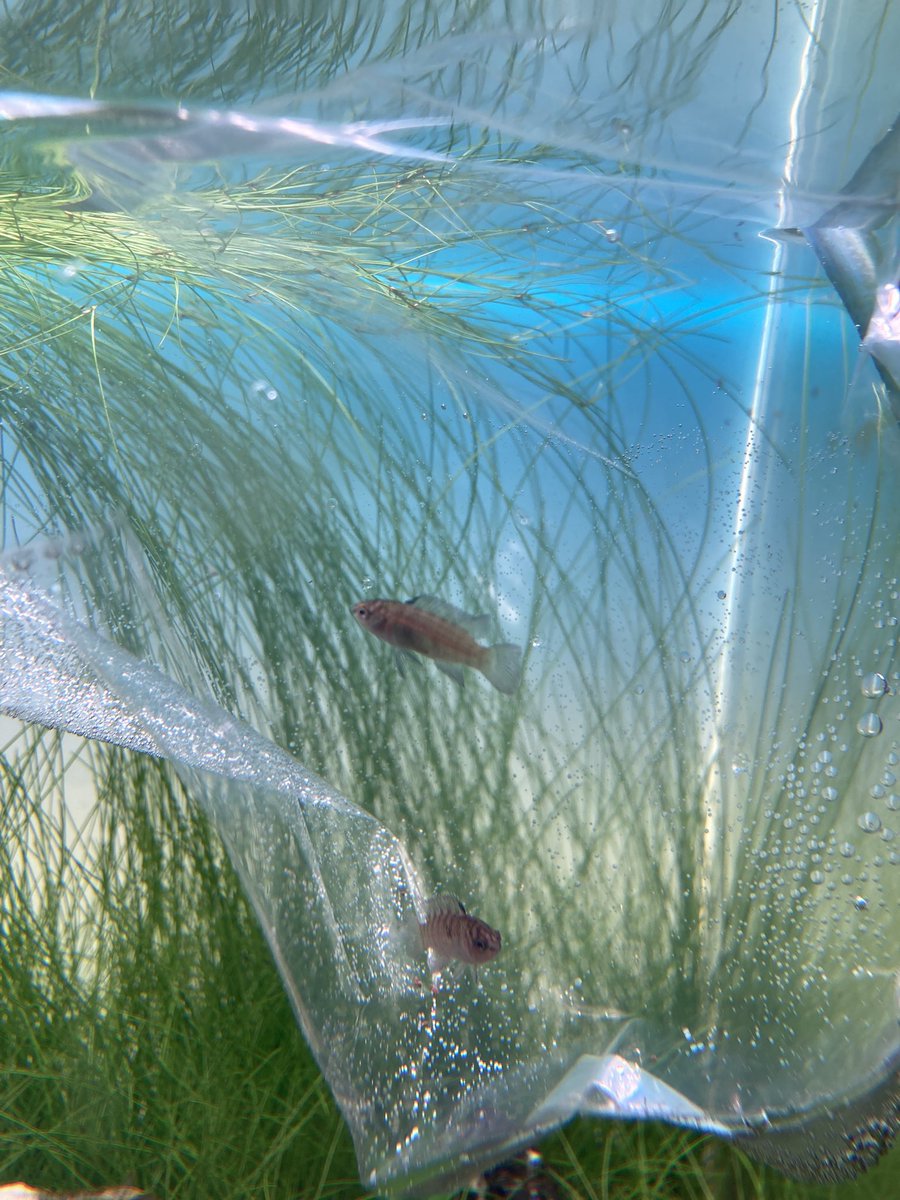おはようございます☀️

ついに私の水槽にもスネールが大量発生😭

急遽、対策用生体をお迎え！

•キラースネール🐚
•タイガーバジス🐠

駆除力や混泳可否、餌の好みなどを考慮して選びました。見た目ならアベニーパファーが可愛いかったけどな🙄

どうかスネールいなくなります様に🙏
