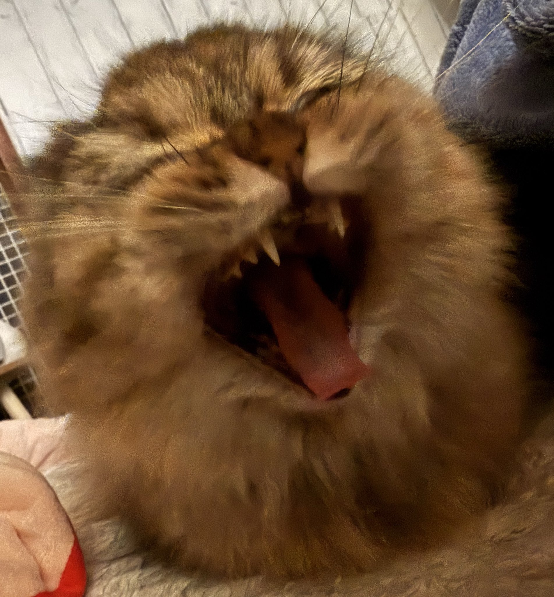 つくきな❤︎ココテテ🐈‍⬛⸒⸒⸒⸒🐾 (@tsukukina971) / X