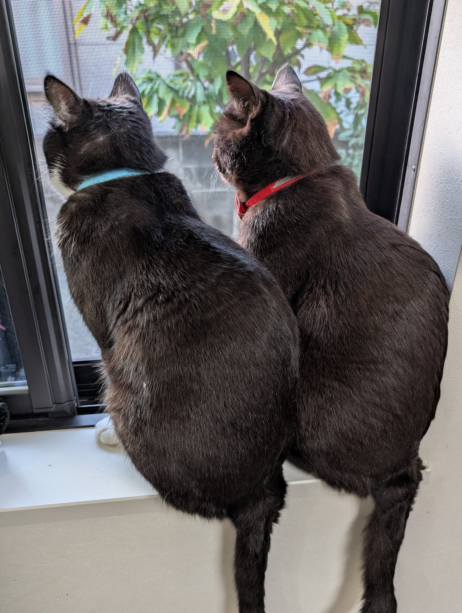 鳥猫 on X: 