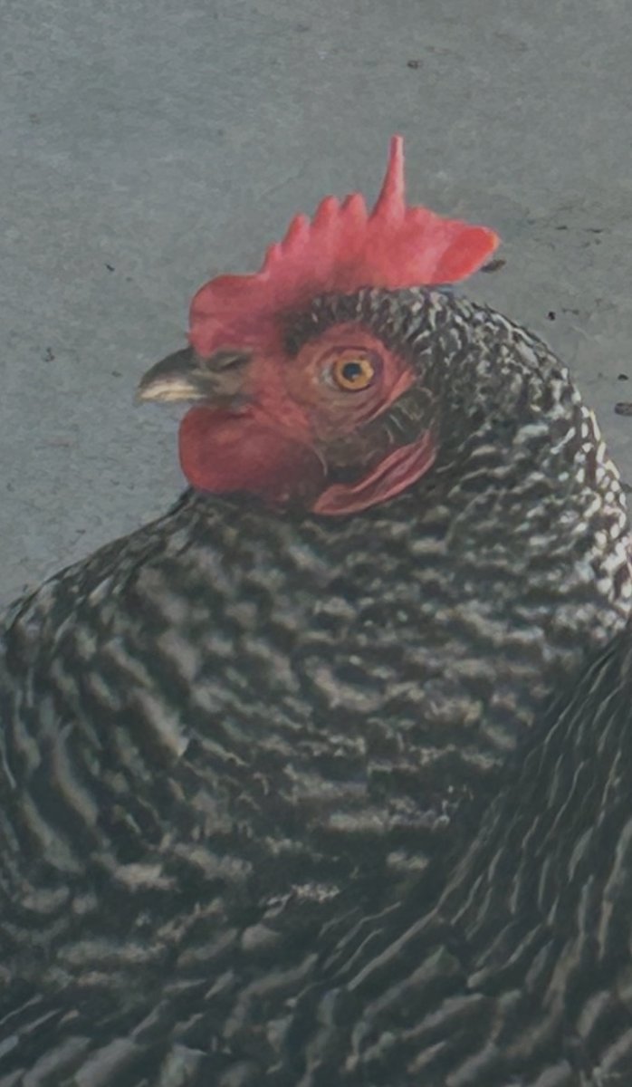 DeadBug15's tweet image. My daughter named this chicken Unicorn (or Uni for short).
