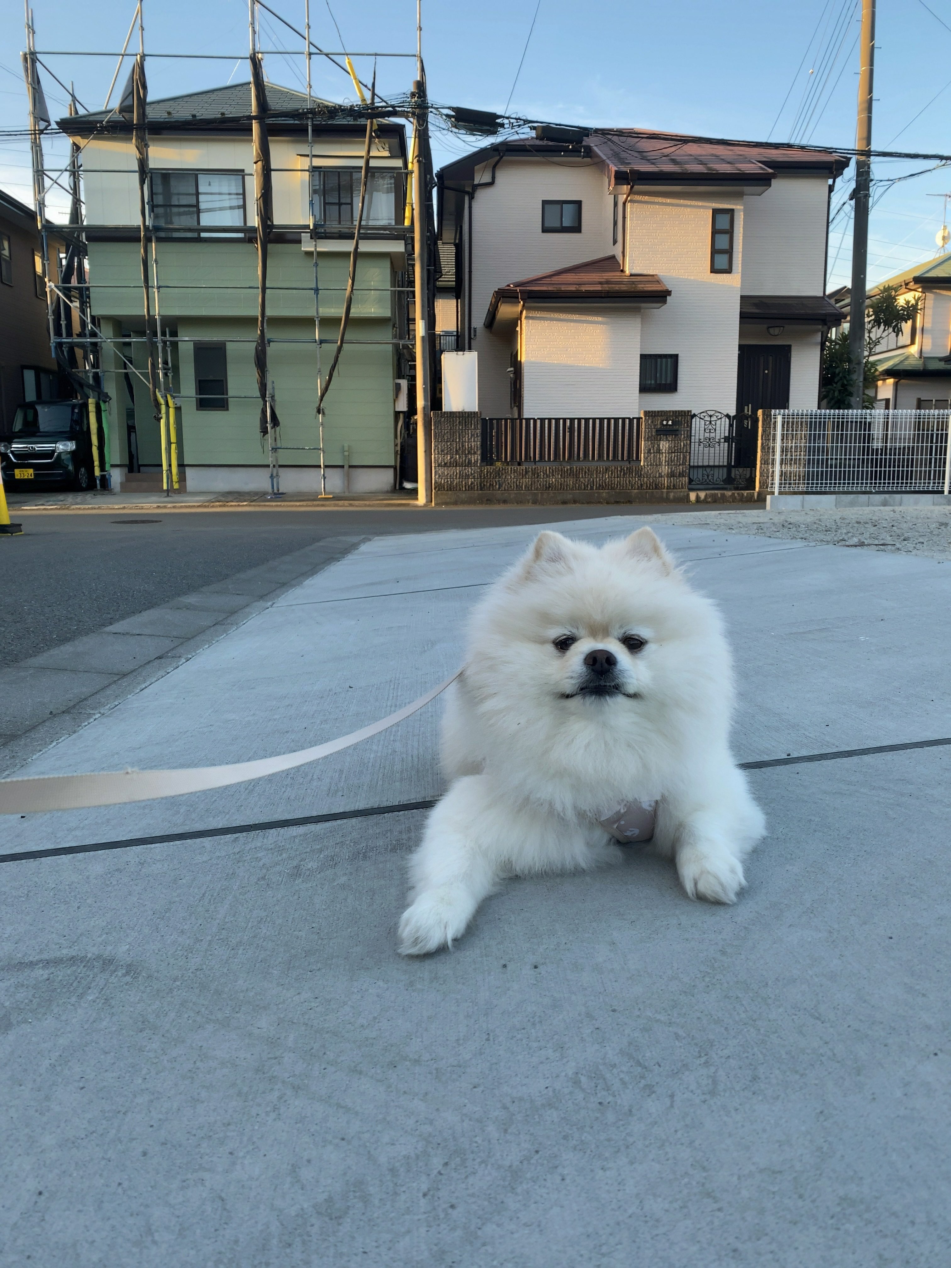 りん（ポメラニアン） (@LStnd38qA2pBwap) / X