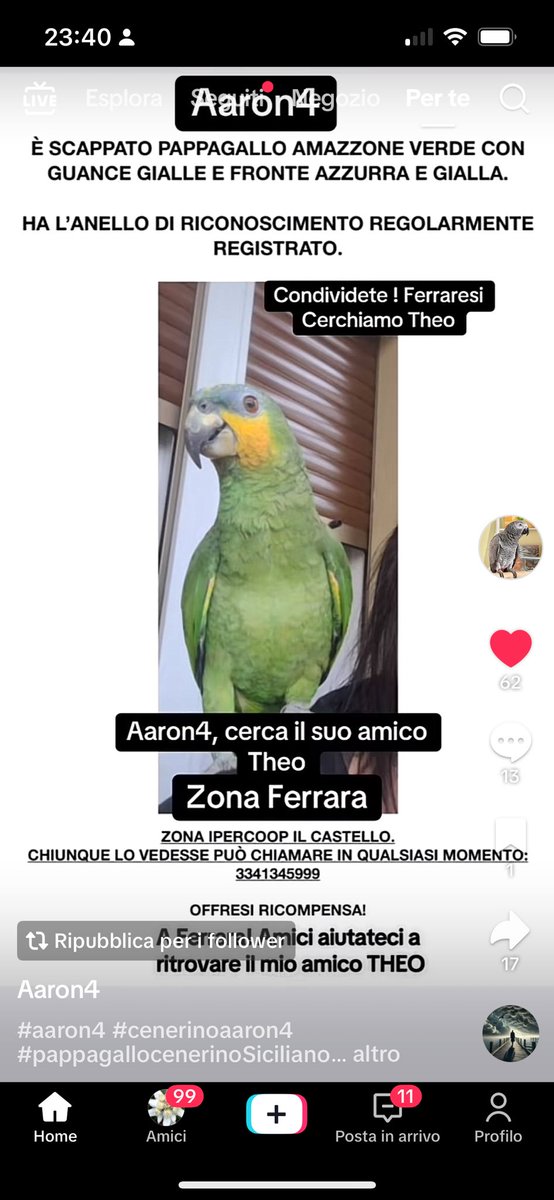 Roberta65184716's tweet photo. Fate girare,si cerca disperatamente Theo pappagallo amazzone scappato zona Ipercoop Ferrara potrebbe trovarsi nei dintorni
Nel post c’è il numero di telefono del proprietario GRAZIE 😭🙏🏻 #pappagallo #Ferrara #scomparso #cercasi https://t.co/ybv7627skR