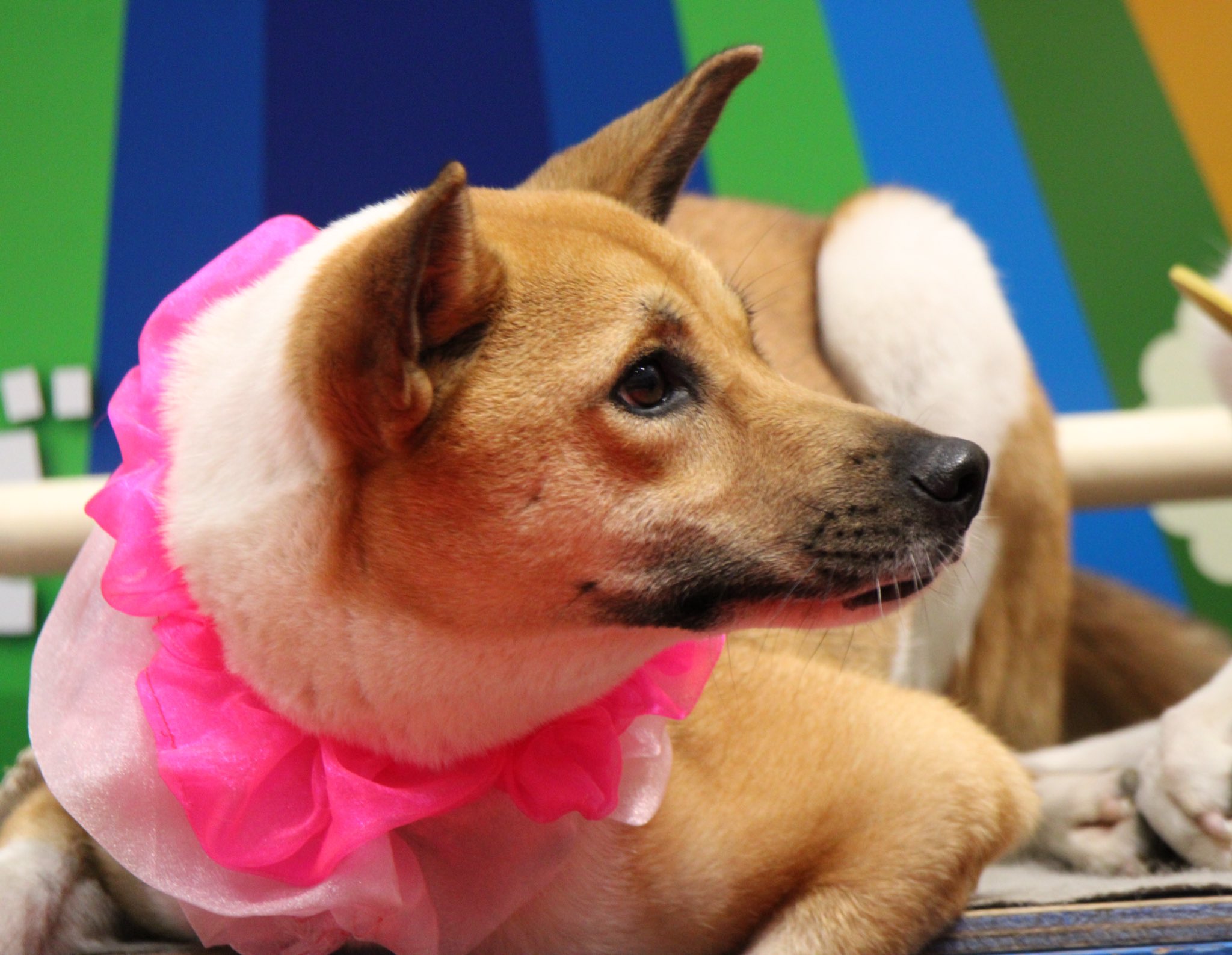 CHIEN様♡ありがとうございます♡ すずめさーんっ さくら もうすぐ さきますかーっ？ (ごま🐾) #忠