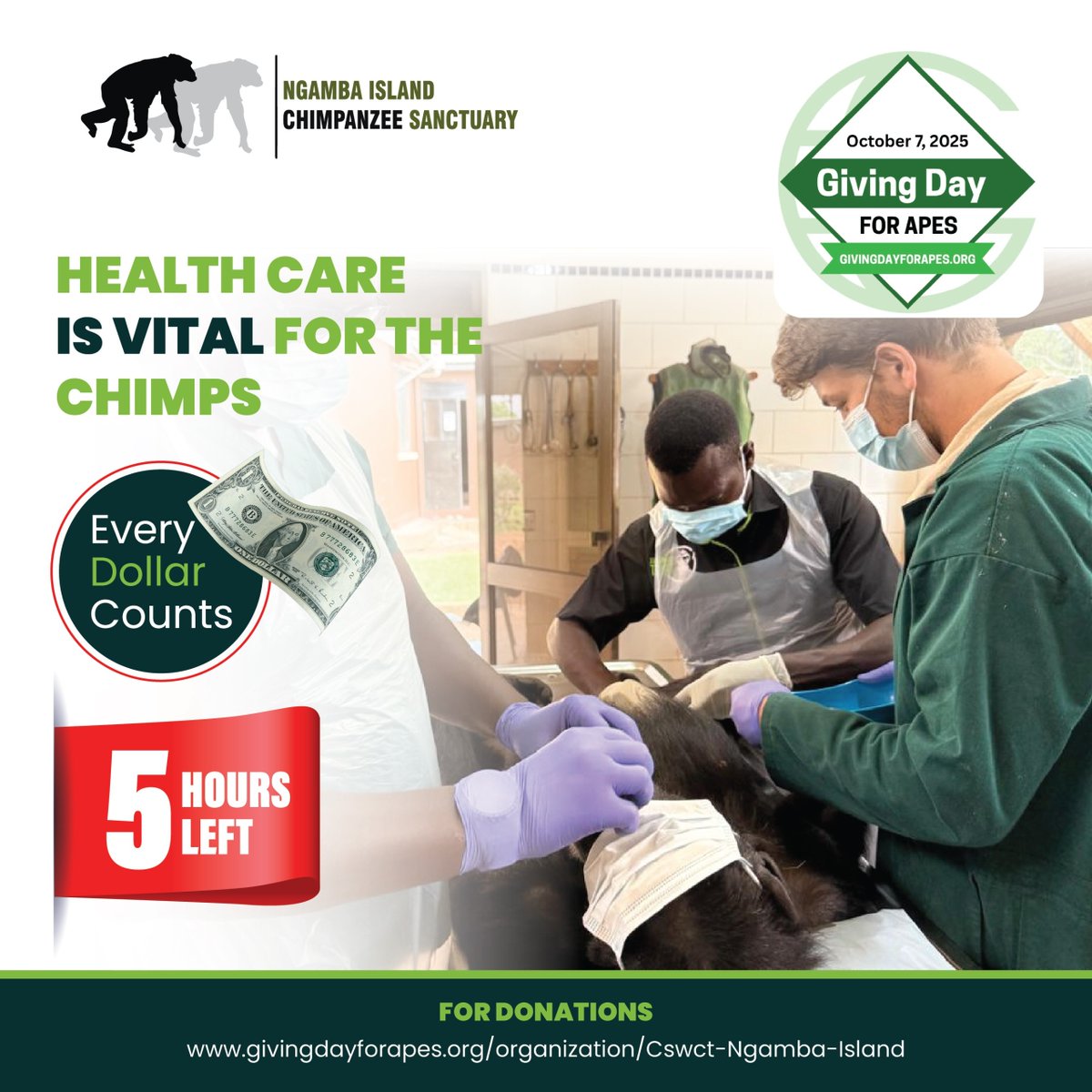 #Chimpanzeetrust tweet media