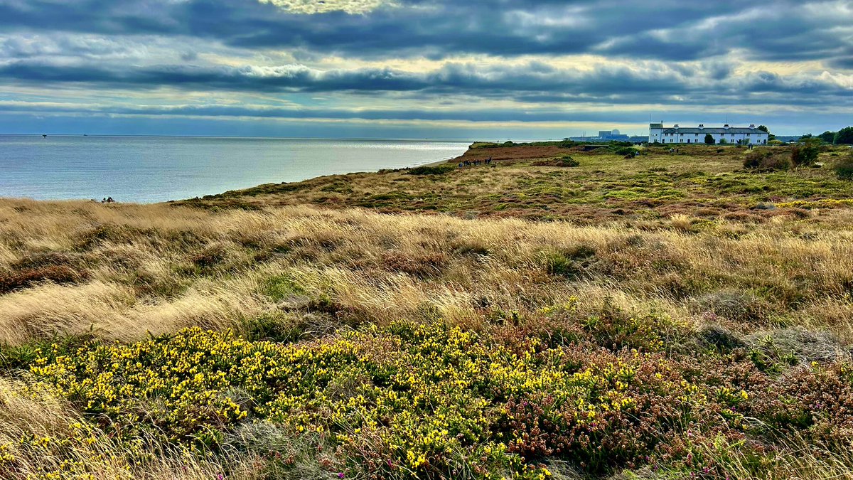A few more pics of Turkestan Shrike this morning at Dunwich Heath.