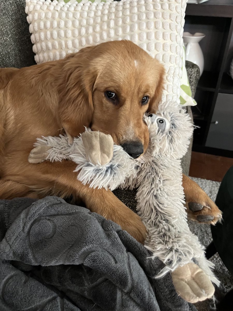 Mum. I give CPR to sloth.