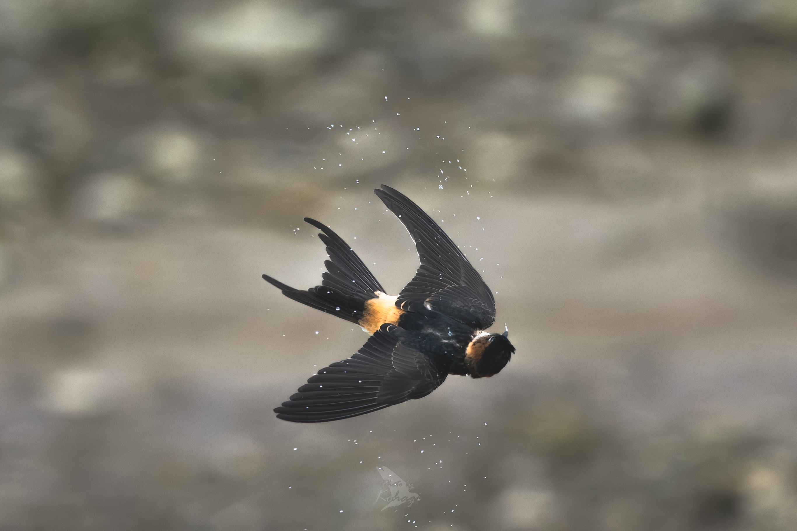 ◆つばめこ◆ 0924102715_614d2973936d0.jpg