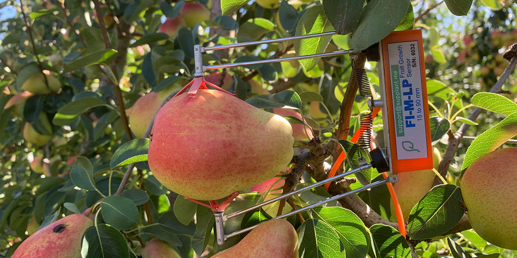 Vic Hub Horticulture Project - The $7.8m project will focus on monitoring orchards for productivity impacts under different water-stress scenarios, including in pear crops. Here a dendrometer is precision measuring changes in fruit diameter. More at vicdroughthub.org.au