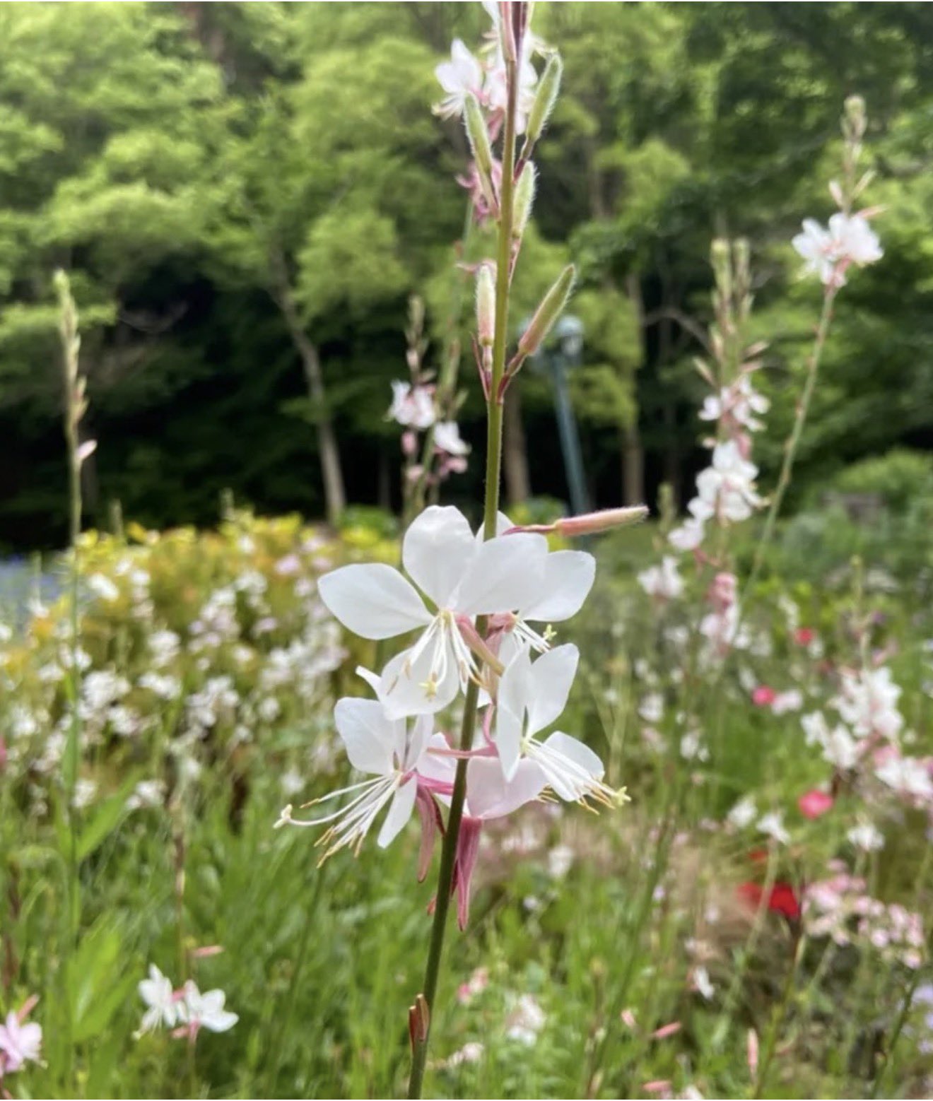 ꧁蝶よ花よ..恋桜.*ೄ ❀´-꧂ 専用✨calling❣️皇✨ 恋桜·͜· ♔໊ on X: 