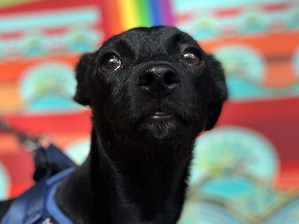 wormiebjohnson's tweet image. Mother is walk in new dog name ofv B e a n an she thimks is mine Longk Lost Grand Son