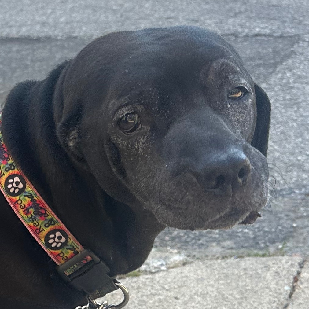 wormiebjohnson's tweet image. Mother is walk in new dog name ofv B e a n an she thimks is mine Longk Lost Grand Son