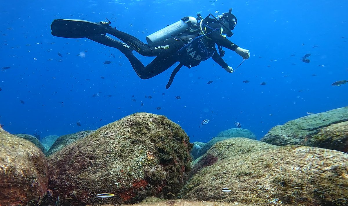 Sergio R. Floeter tweet media