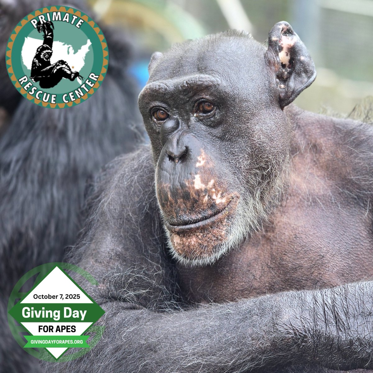 Victoria, 53, requires birth control and pain medication to help with painful menstrual cycles and arthritis, along with vitamins to support her overall vitality. Your gift maintains this essential routine. Support Victoria's care at givingdayforapes.org/organization/P…
