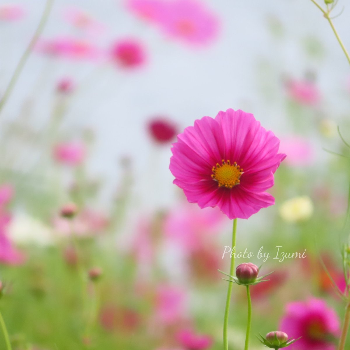 いずみ tweet media